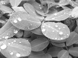 hojas con lluvia